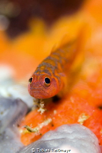Dwarf goby in Palong, Phi Phi Ley by Tobias Reitmayr 